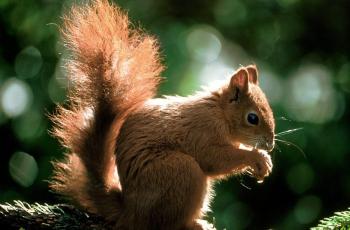 Test, Стандарт 4-местный