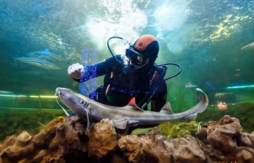 Океанариум галицкого. Краснодарский океанариум Оcean Park. Океанариум Ocean Park Краснодар. Океанариум Краснодар акулы. Океан парк Краснодар.