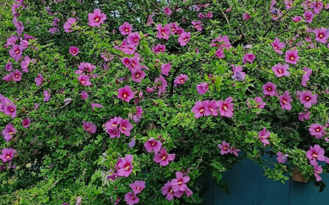 Фото 3-10005709