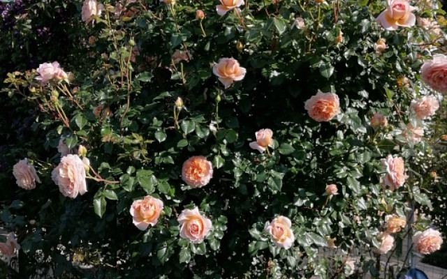 Фото 7-9724810
