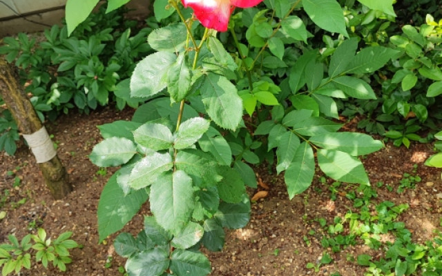 Фото 6-9764940