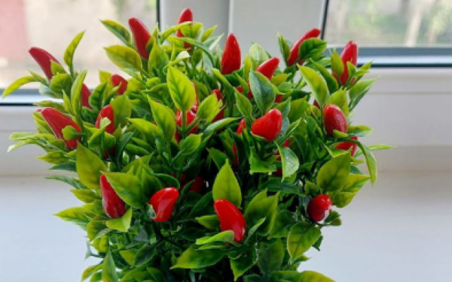 Фото 3-10123526